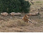 Leoni