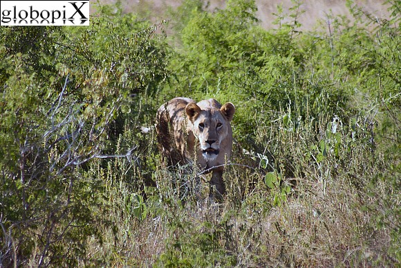 Safari Tsavo - Leone a caccia