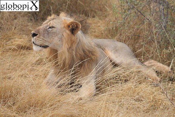 Leone