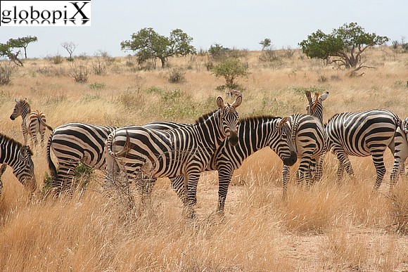 Safari - Zebras