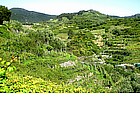 Passeggiata verso Vernazza