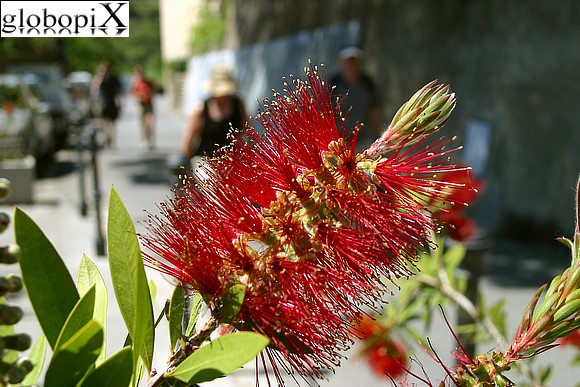Fiori a Corniglia