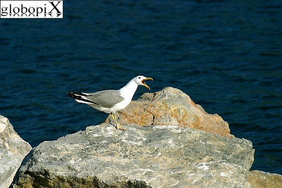 Portovenere - Portovenere