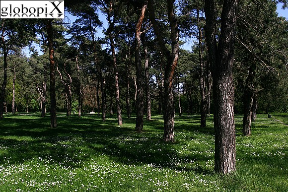 Pineta