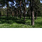 Pineta