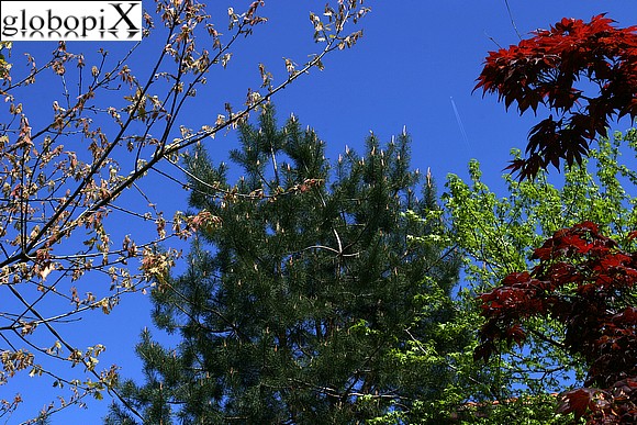Alberi