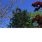 Alberi