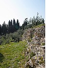 Vegetazione