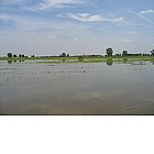 Risai nelle campagne pavesi