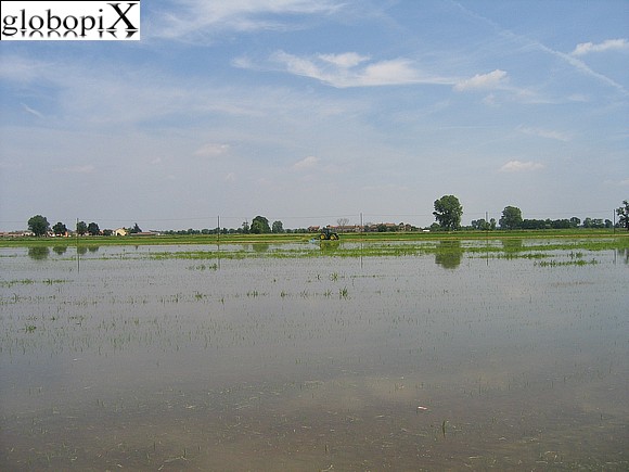 Pavia - Rice paddies in the Pavian countryside.