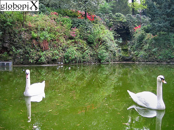 Varese - Swans in Giardini Estensi