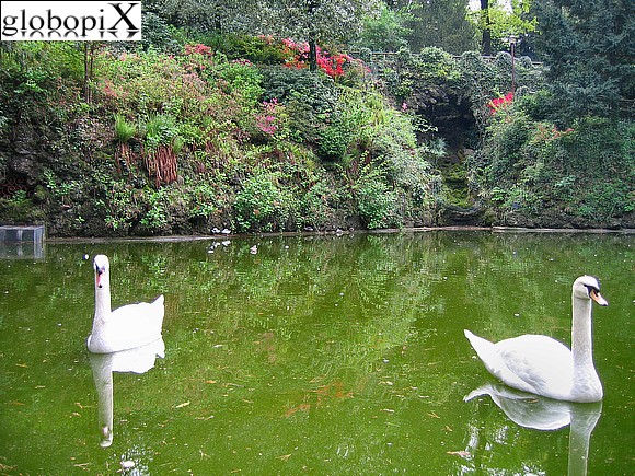 Varese - Cigni nel laghetto dei Giardini Estensi