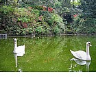 Photo: Swans in Giardini Estensi