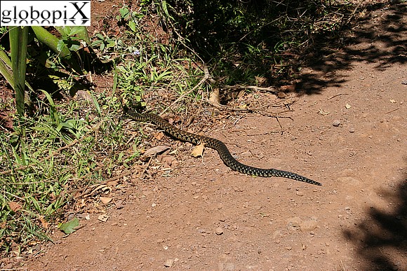 Nosy Be - Serpente