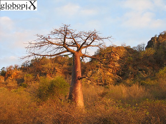 Nosy Be - Baobab