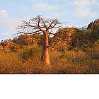 Foto: Baobab