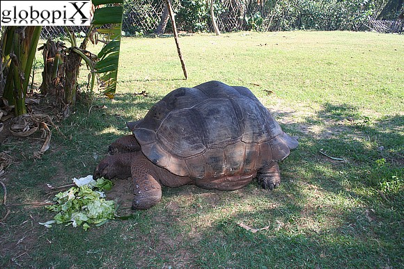 Tartaruga gigante