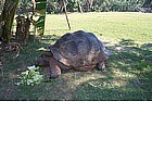 Photo: Giant turtle