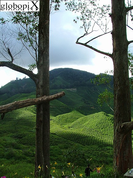 Cameron Highlands