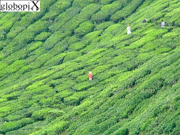 Cameron Highlands