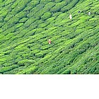Cameron Highlands
