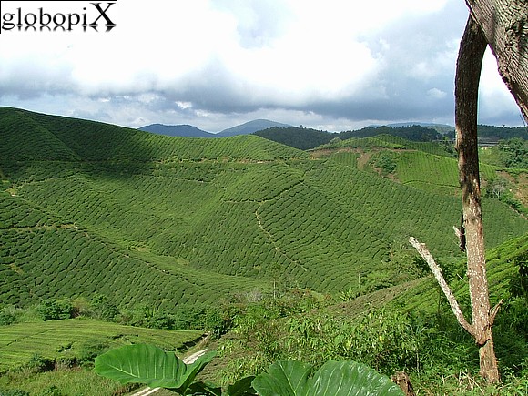 Cameron Highlands