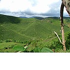 Cameron Highlands