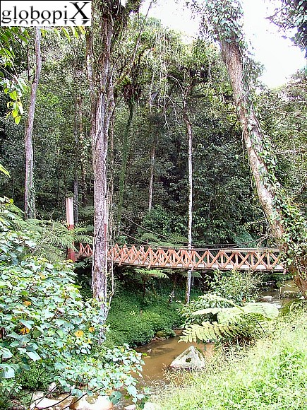 Cameron Highlands