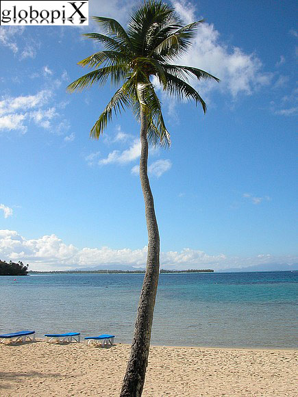 Palma a Bora Bora