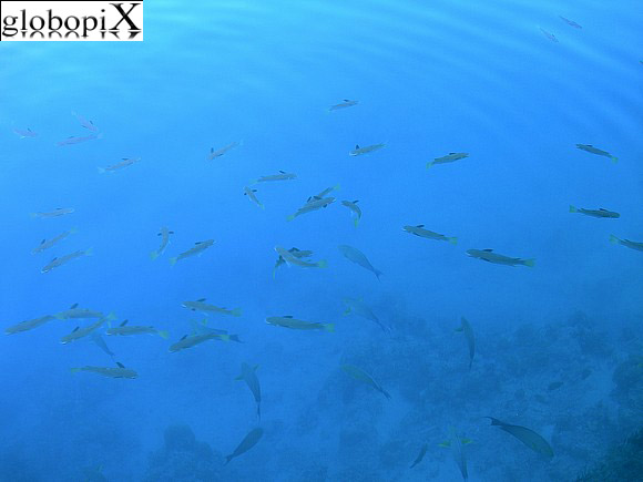Huahine - Pesci a Huahine
