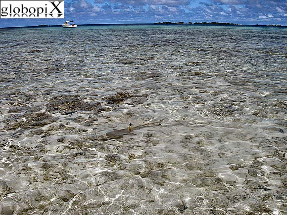 Squalo a Rangiroa