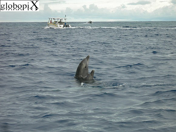 Delfini a Rangiroa