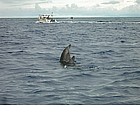 Photo: Delfini a Rangiroa