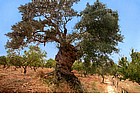 Photo: Surroundings of the archaeological site