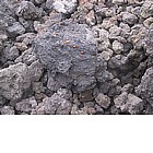 Coccinelle sulla roccia lavica