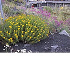 Cespuglio di Ginestre sull'Etna