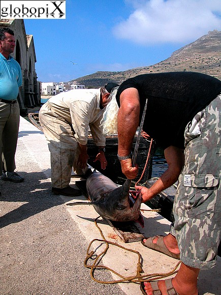 Pesca a Favignana