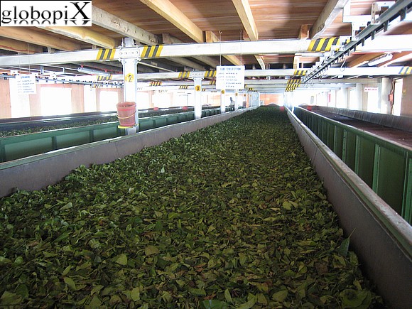 Sri Lanka - Lavorazione delle foglie di t