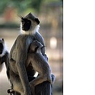 Foto: Sri Lanka