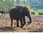 Orfanotrofio degli elefanti