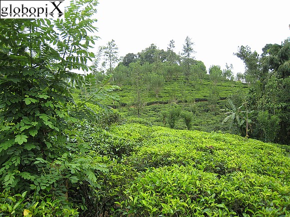 Sri Lanka - Piantagioni di t�