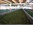 Lavorazione delle foglie di t�