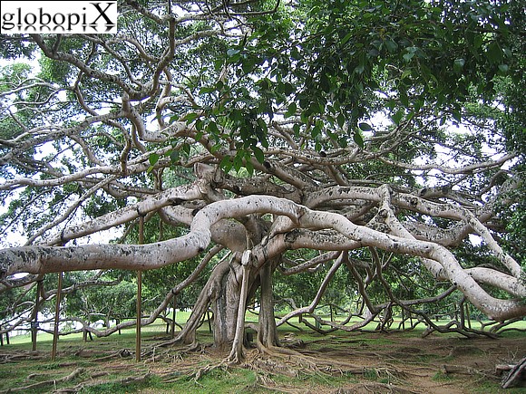 Sri Lanka - Giardino botanico