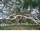 Giardino botanico