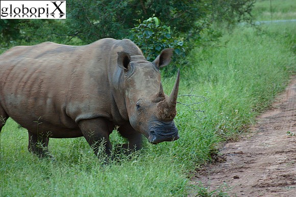 SouthAfrica - Kruger National Park - rinoceronte