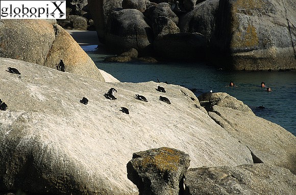 Pinguini di Boulder