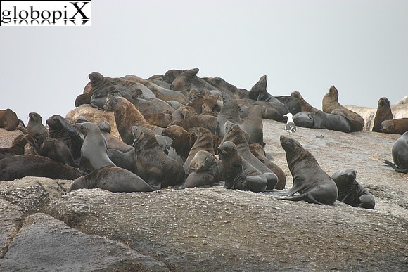 Foche in Sudafrica
