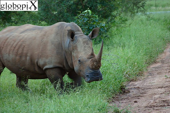 Kruger National Park - rinoceronte