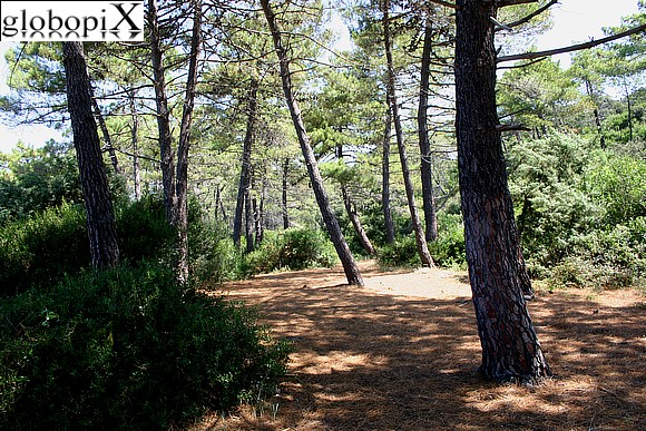 Maremma - Pineta di Punta Ala