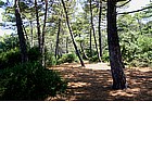 Pineta di Punta Ala